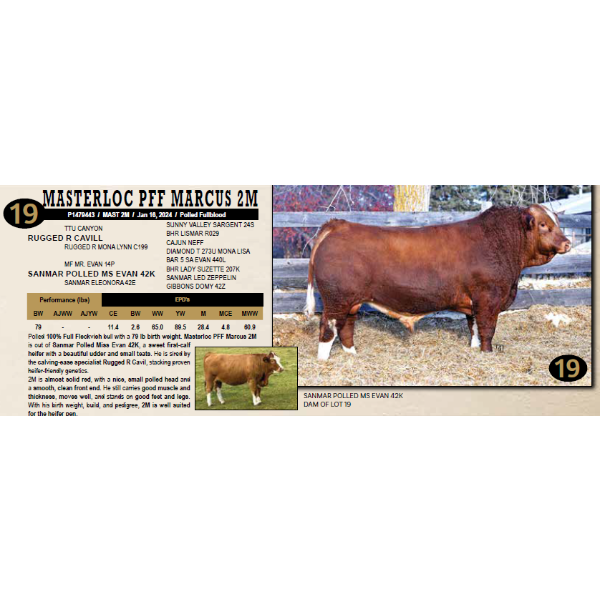 Masterloc Simmentals
