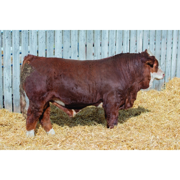 Okotoks Fleckvieh Group