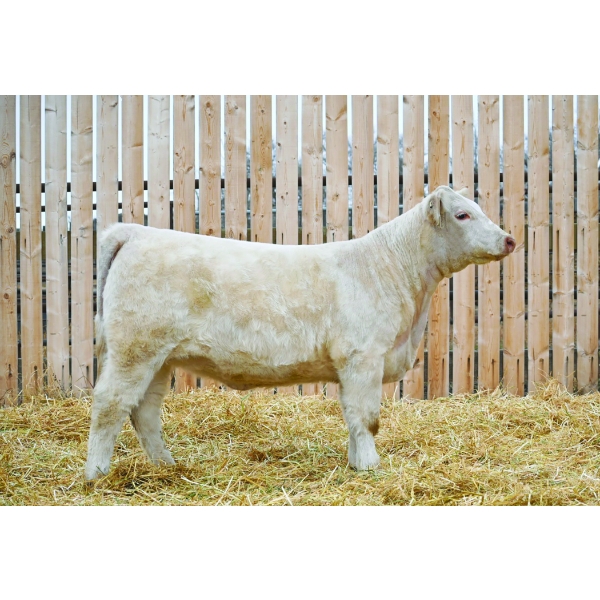 Outlaw Cattle Co Ltd