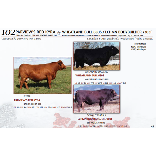 PARVIEW’S RED KYRA by WHEATLAND BULL 680S / LCHMN BODYBUILDER 7303F - 4 Embryos 