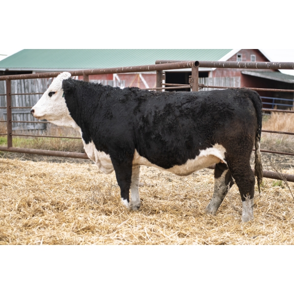 LAKEVIEW Murphy 54M PFF