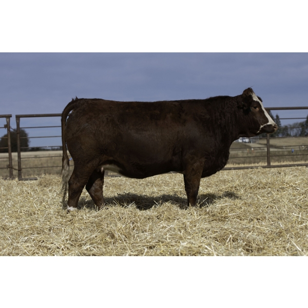 Beechinor Bros Simmentals