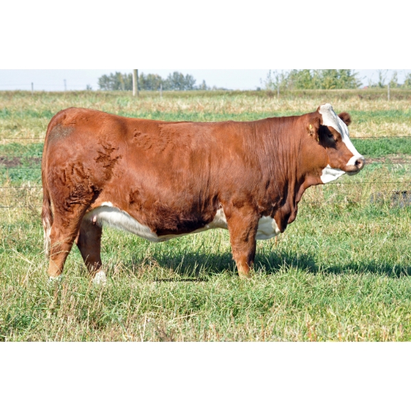 Skywest Simmentals