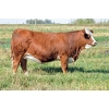 Image 1 : Skywest Simmentals