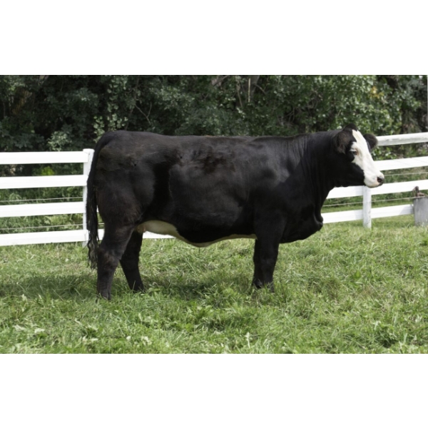 Beechinor Land & Livestock