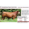 Image 1 : Fleckvieh/Angus Pregnant Recip Females - Sibelle Pol Amazone 41L by Freedoms New Direction