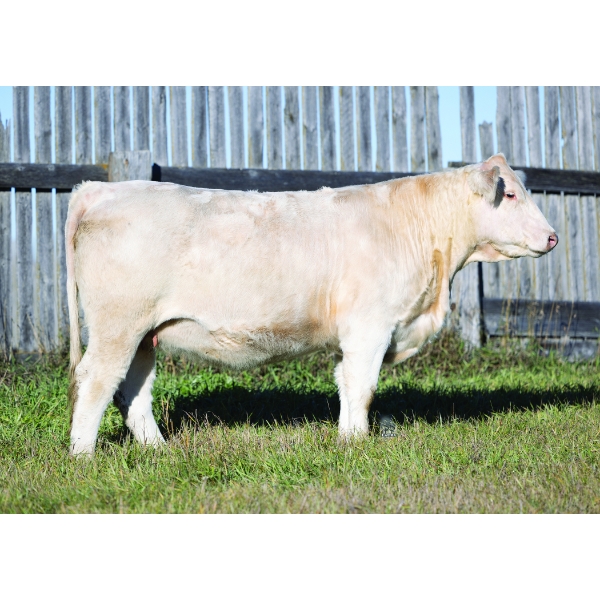 Sunshine Oak Charolais