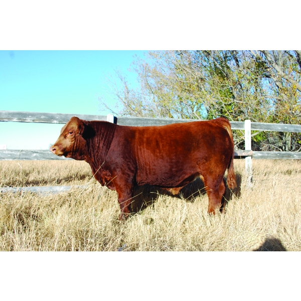 Hidden Gem Livestock