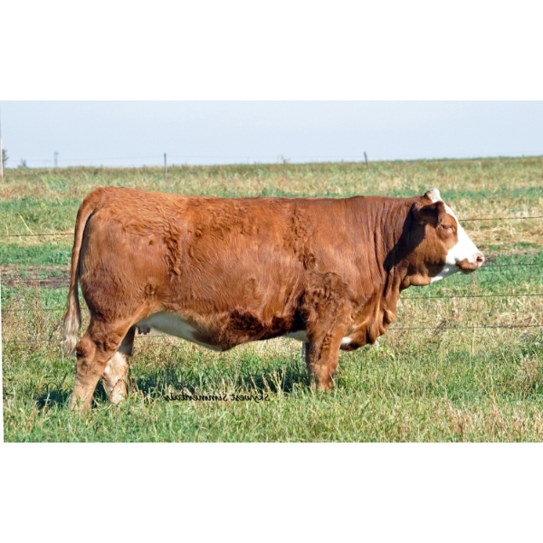 Skywest Simmentals