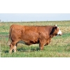 Image 1 : Skywest Simmentals