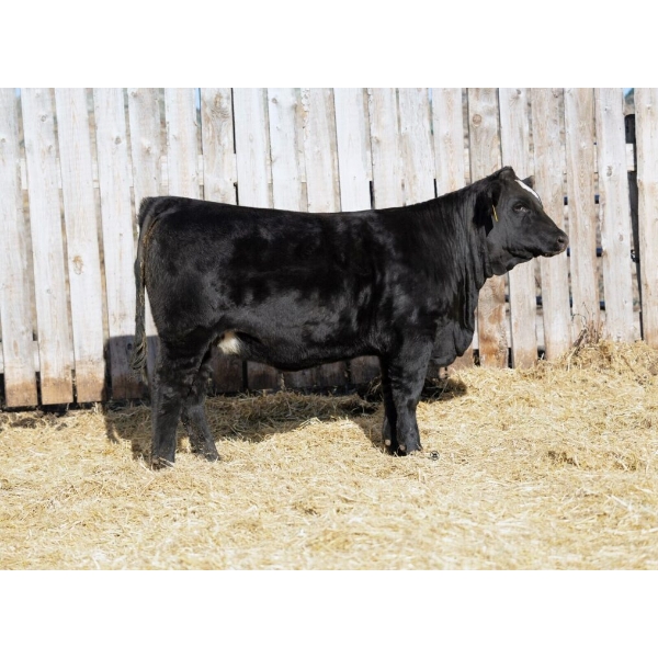 Flying W Miss Linette 31N - Open