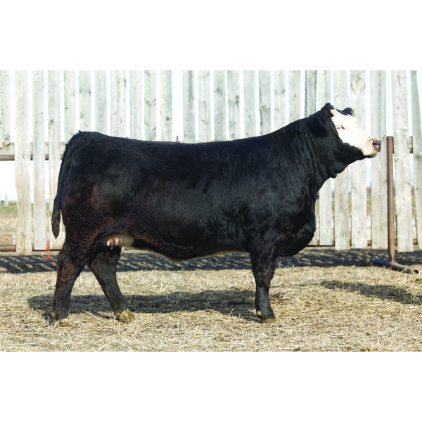 Silvercreek Simmentals