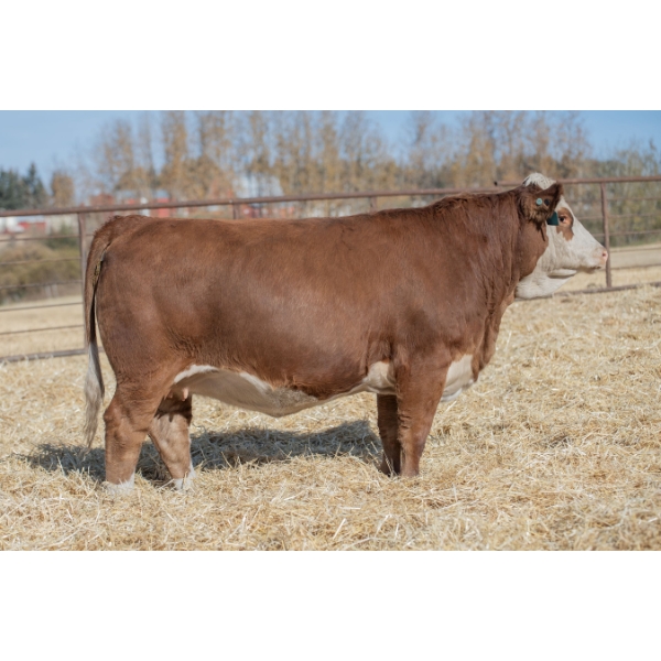 Beechinor Bros. Simmentals
