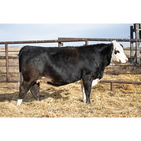 LAKEVIEW MS Hart 102L  