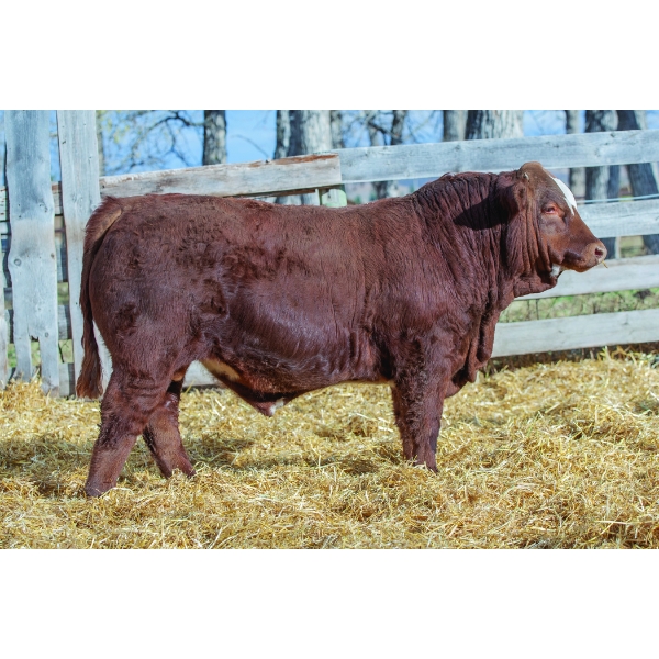 Terry Vernon and Sons