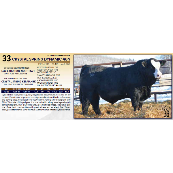 CRYSTAL SPRING DYNAMIC 48N