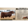 Image 1 : Century Simmentals