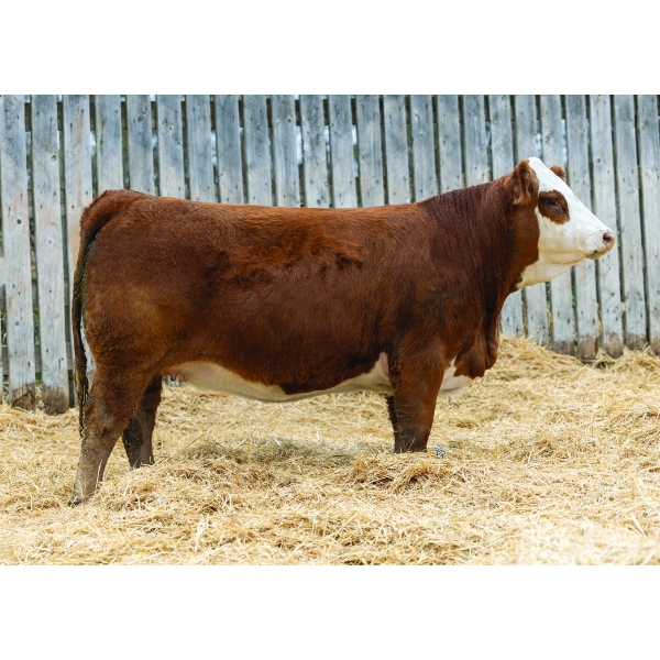 LaBatte Simmentals