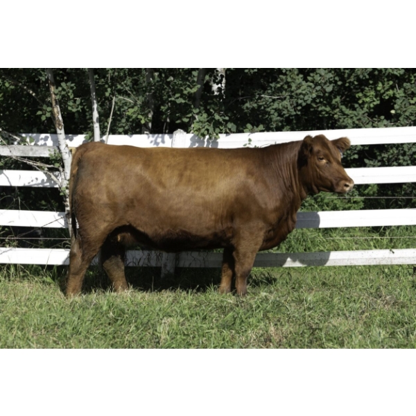 Beechinor Land & Livestock