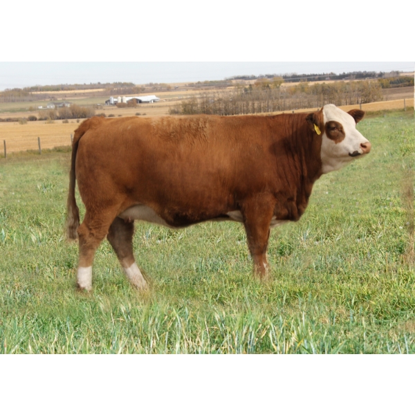 Skywest Simmentals