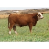 Image 1 : Skywest Simmentals