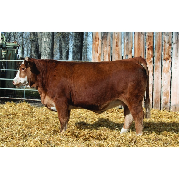 Terry Vernon and Sons