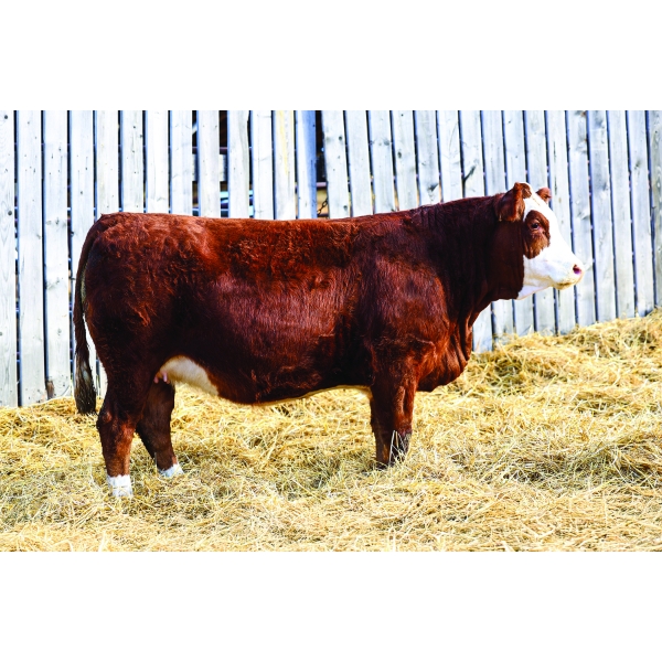 Keato Meadow Simmentals 