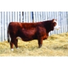 Image 1 : Keato Meadow Simmentals 