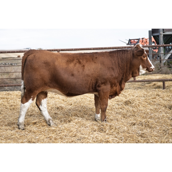 LAKEVIEW Martina 52M PFF