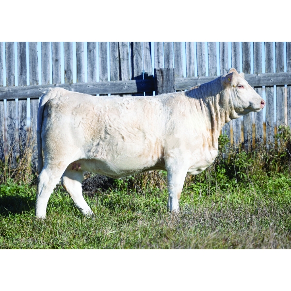 Sunshine Oak Charolais