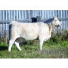 Image 1 : Sunshine Oak Charolais