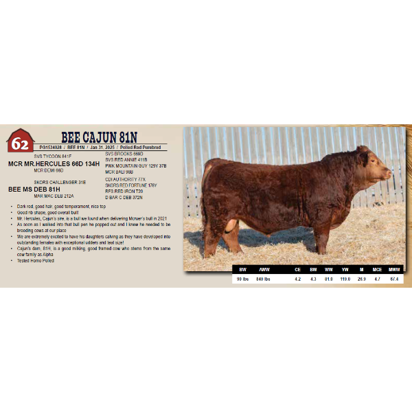 BEE CAJUN 81N