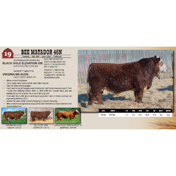 BEE MATADOR 46N