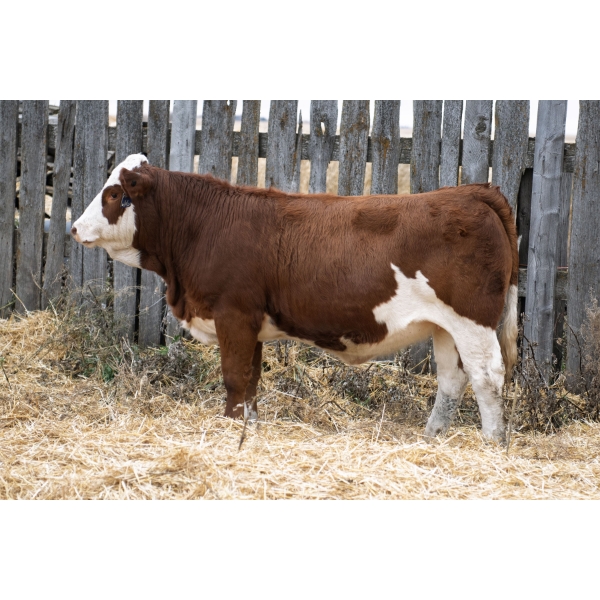 LAKEVIEW Marigold 85M PFF  