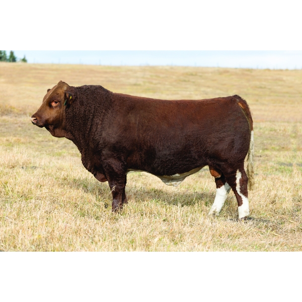 Three Point Livestock