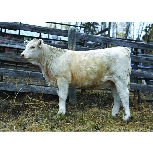 Bluebird Valley Farms