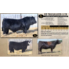 Image 1 : KZ Simmentals