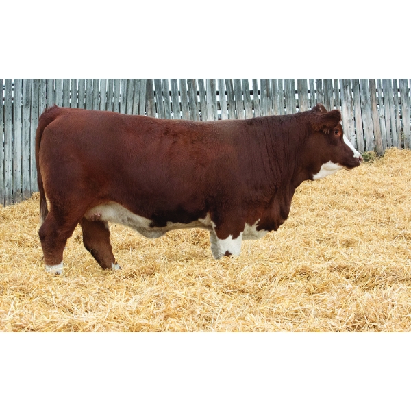 Okotoks Fleckvieh Group