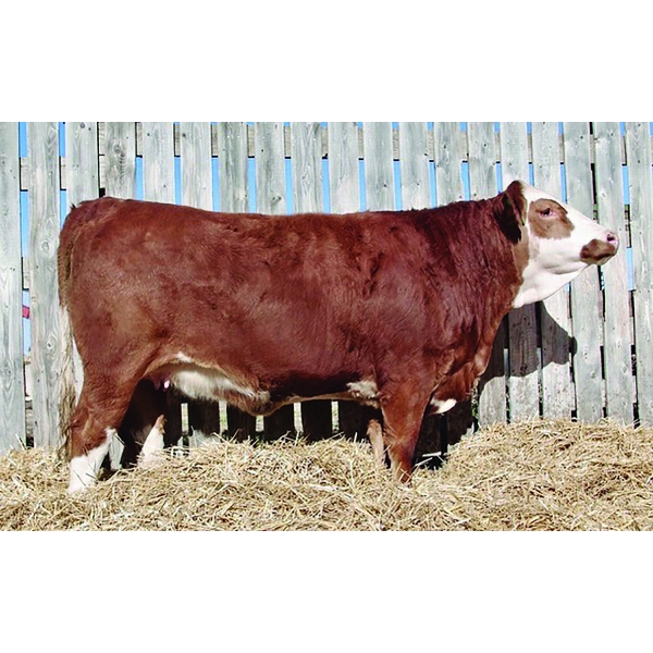 Kindred Spirit Cattle