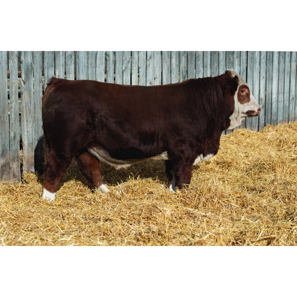 Okotoks Fleckvieh Group