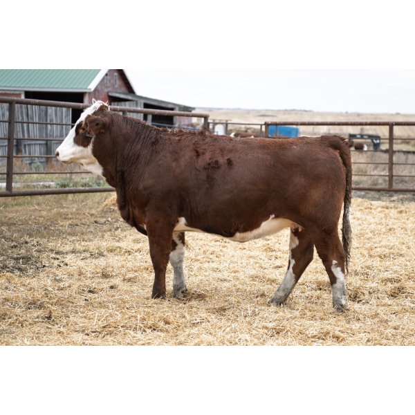 LAKEVIEW Manette 36M PFF