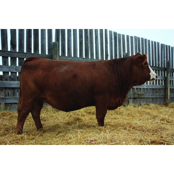 Keet Simmentals
