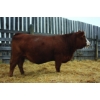 Image 1 : Keet Simmentals