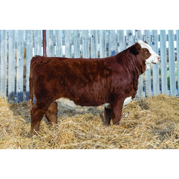 Bendall Cattle