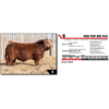 Image 1 : RED TOP MR 74N 