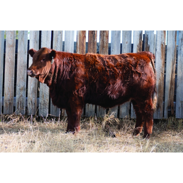 Jayshaw Simmentals