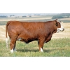 Image 1 : Skywest Simmentals