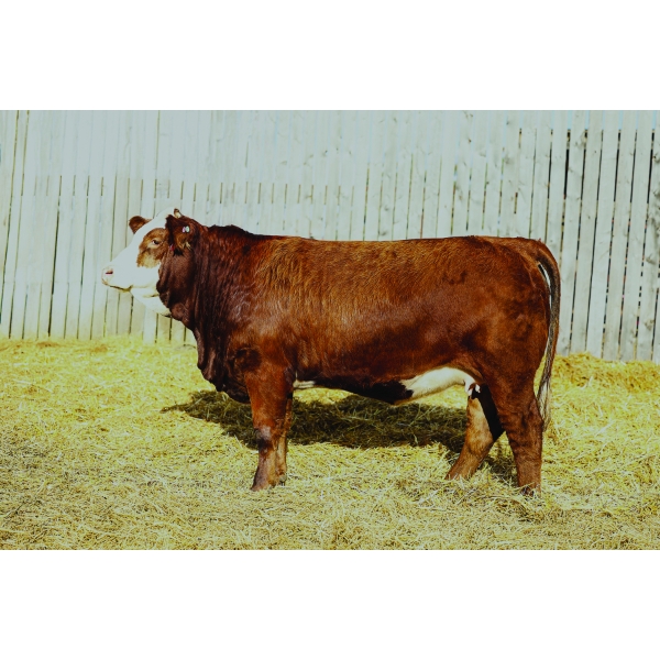 Keato Meadow Simmentals 