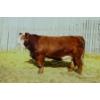 Image 1 : Keato Meadow Simmentals 