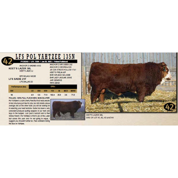 LANGER FLECKVIEH SIMMENTALS